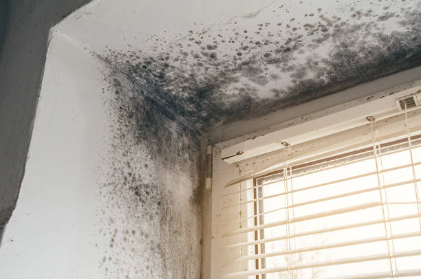 Affordable Mold Cleanup solutions in Newton, NJ